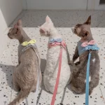 Cat Bow Harness and Leash