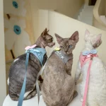 Cat Bow Harness and Leash