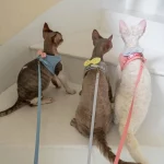 Cat Bow Harness and Leash