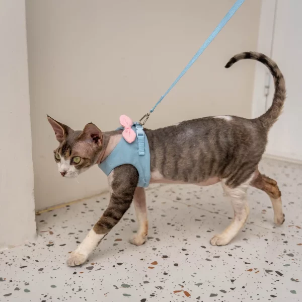 Cat Bow Harness and Leash - Blue