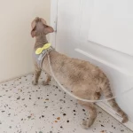 Cat Bow Harness and Leash - Grey