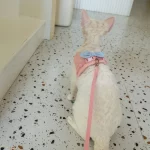 Cat Bow Harness and Leash - Pink