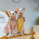 Pure Cotton Bow Tank Tops for Cats