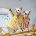 Pure Cotton Bow Tank Tops for Cats