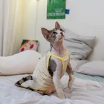 Pure Cotton Breathable Candy Plaid Camisole for Cats - Yellow