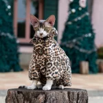 Thickened Leopard Print Hoodie for Cats