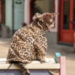 Thickened Leopard Print Hoodie for Cats