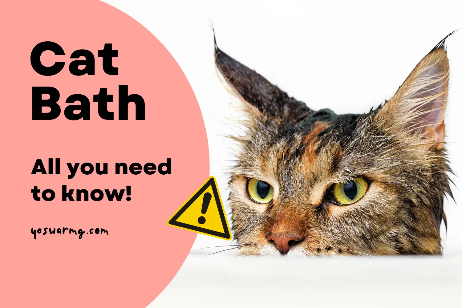 Cat Bath | Everything You Need to Know