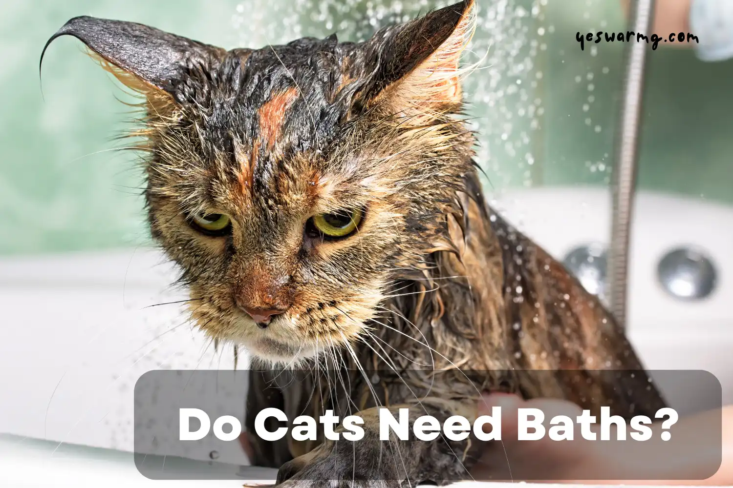 Do Cats Need Baths?