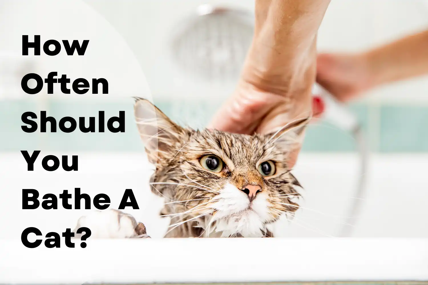 How Often Should You Bathe A Cat?