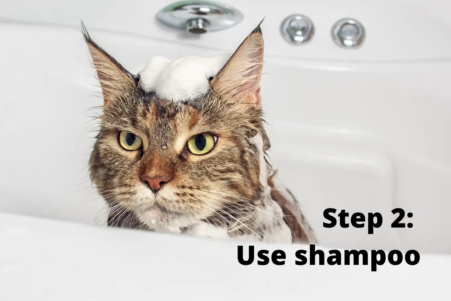 How to Bathe A Cat? - Step 2: Use shampoo