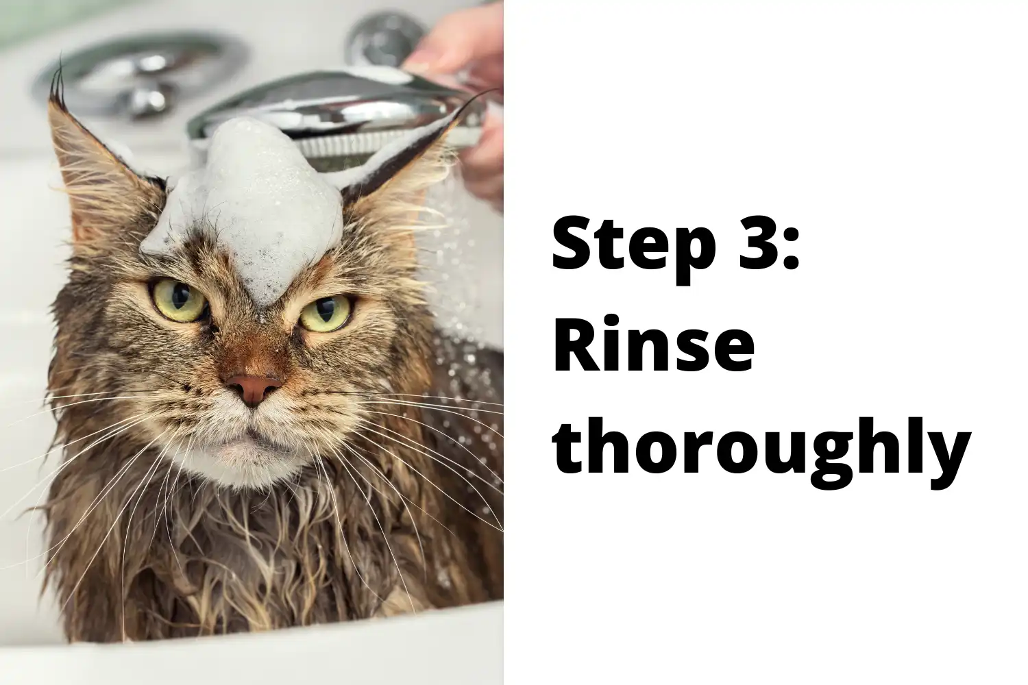 How to Bathe A Cat? - Step 3: Rinse thoroughly