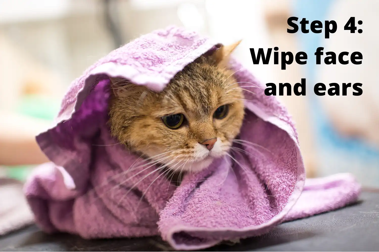 How to Bathe A Cat? - Step 4: Wipe face and ears