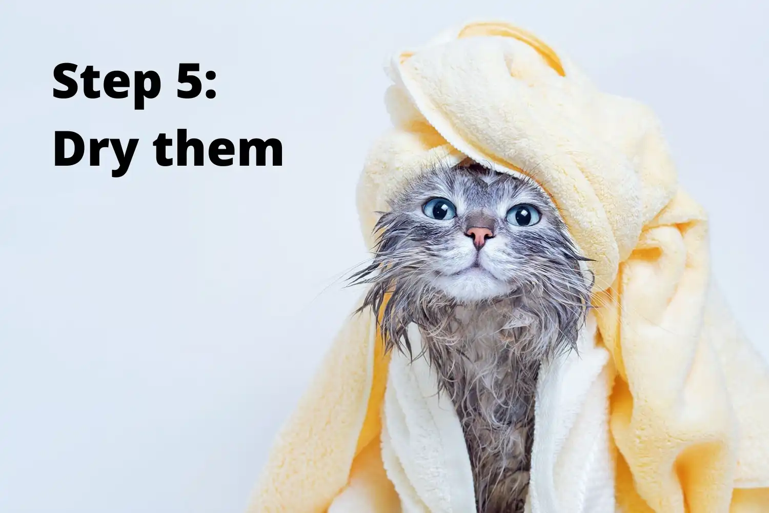 How to Bathe A Cat? - Step 5: Dry them