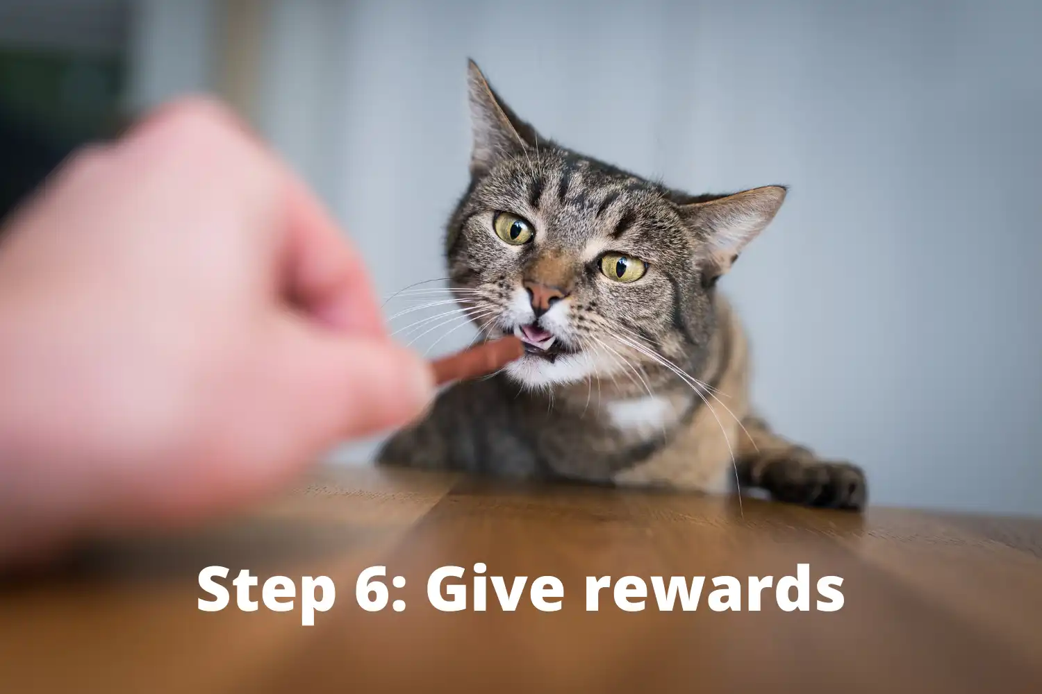 How to Bathe A Cat? - Step 6: Give rewards