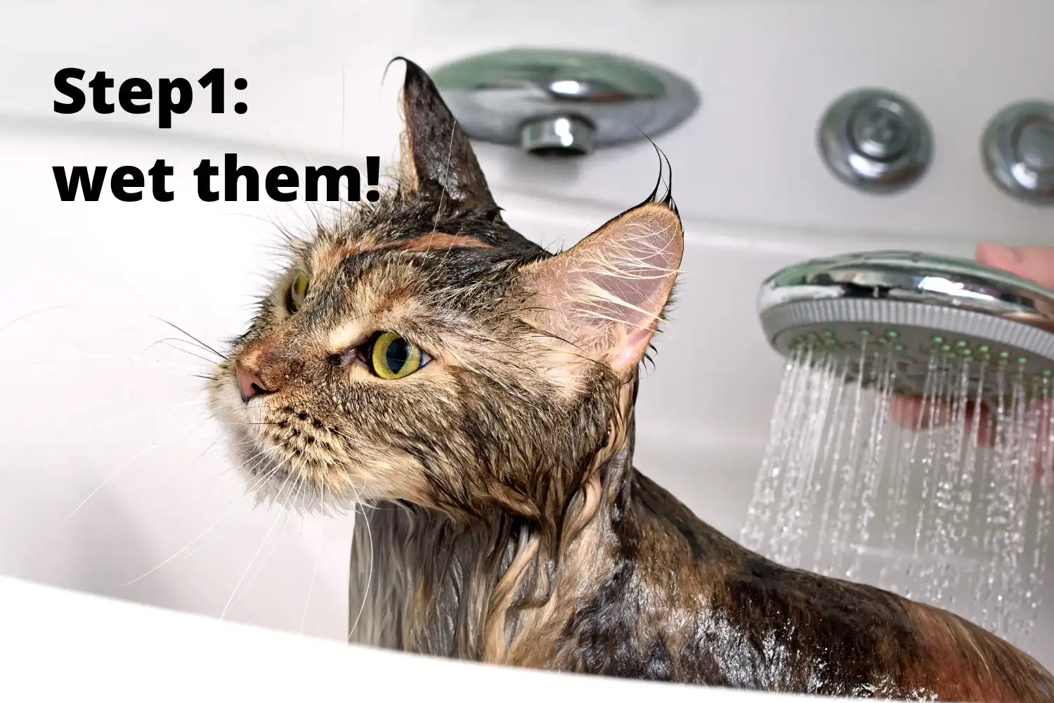How to Bathe A Cat? - Step1: wet them!