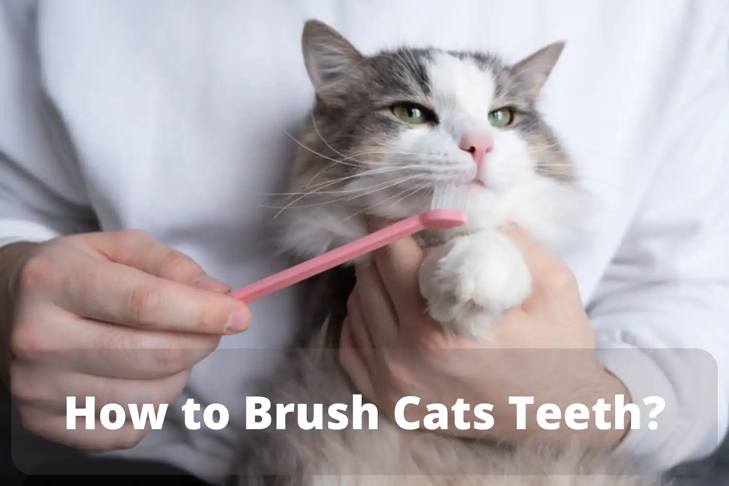 How to Brush Cats Teeth?