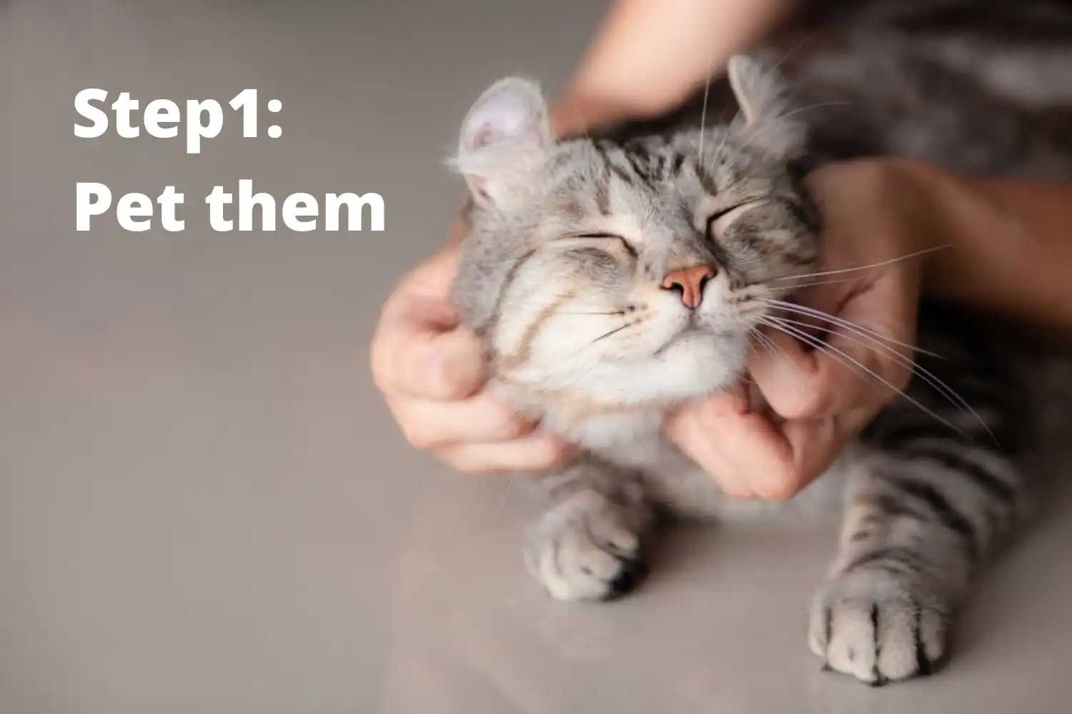 How to Brush Cat’s Teeth? - Step1: Smooth your cat