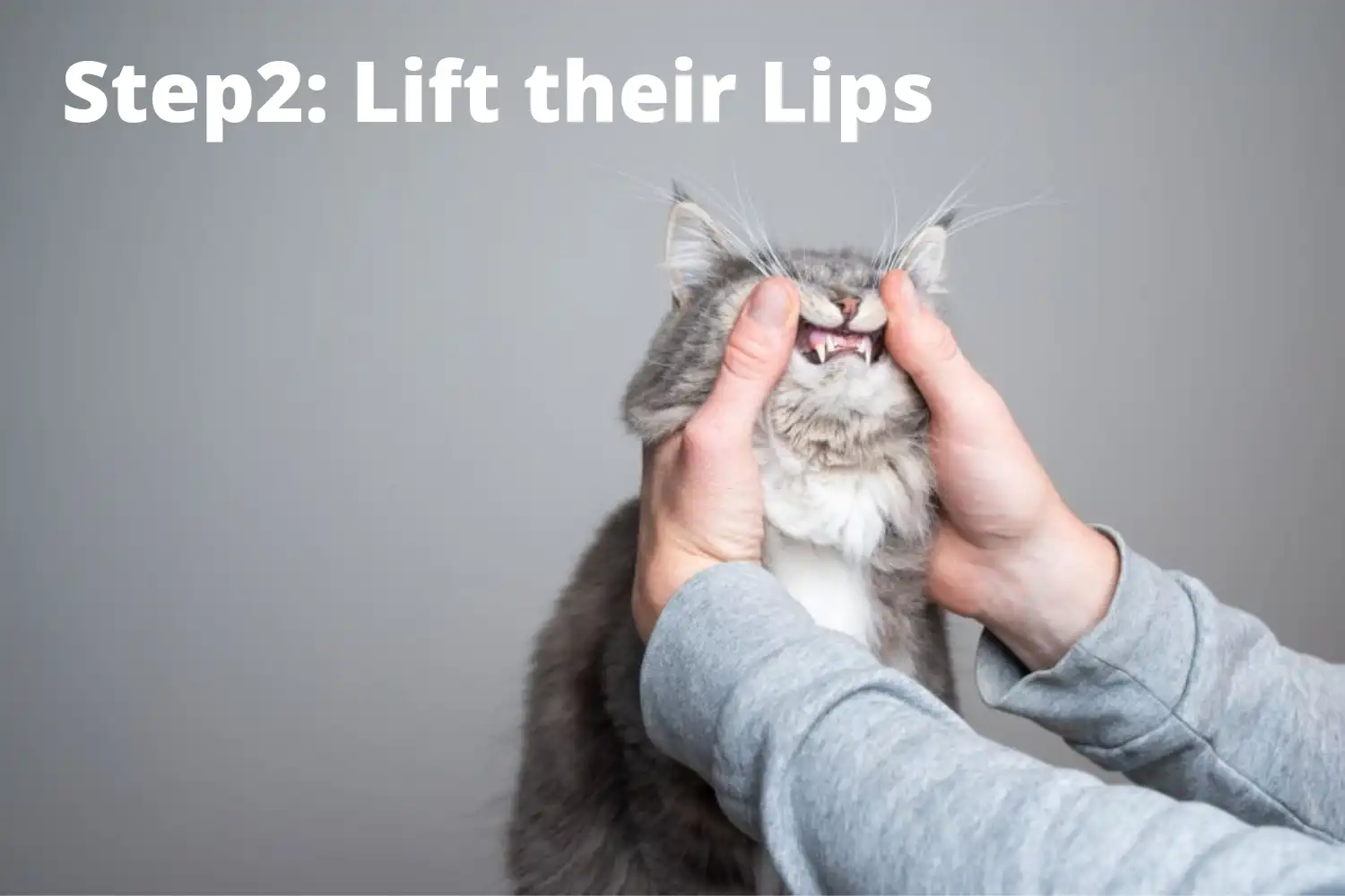 How to Brush Cat’s Teeth? - Step2: Lift Cat’s Lips