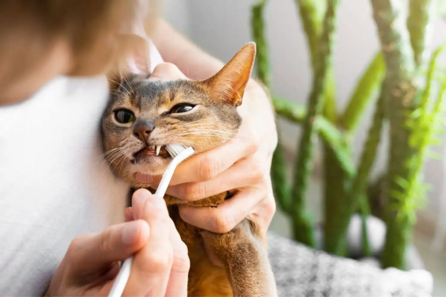 How to Brush Cat’s Teeth? - Step4: Brush Teeth Now
