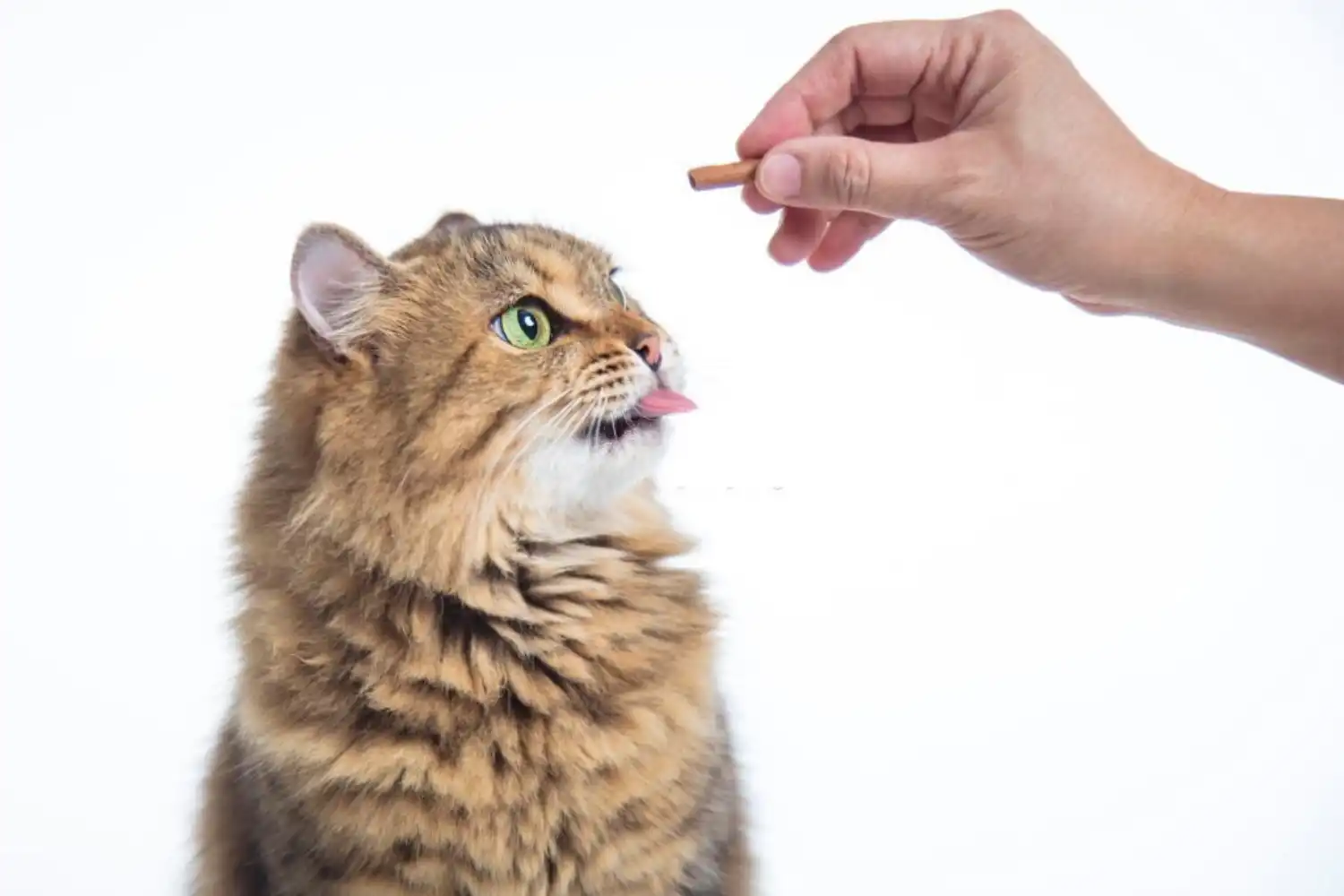 How to Brush Cat’s Teeth?- Step6: Time to Reward