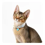 Buckle Cat Collar Customized Name Leather Collar for Cats