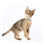 Buckle Cat Collar Customized Name Leather Collar for Cats