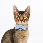 Cute Leather Bow Collar for Cats