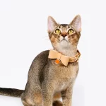 Cute Leather Bow Collar for Cats