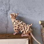 Cute Leopard Set Clothes for Cats