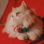 Cute Pet Christmas Ball Collar