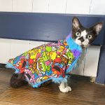 Purple Blue Fur Coat for Hairless Cat photo review