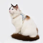 Leather Leash Collar Harness for Cats