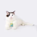 Leather Waterproof Colorful Cat Harness