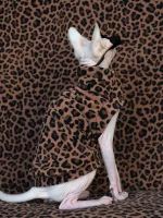 Leopard One-hole Clothes for Sphynx Cats