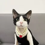 Love Pendant Necklace Cat Pet Accessories - Milky