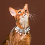 Pearl Tassel Cat Necklace Collar