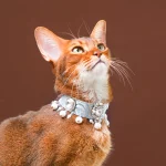 Pearl Tassel Cat Necklace Collar