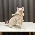 Raccoon Hand-Knitted Sweaters for Cats