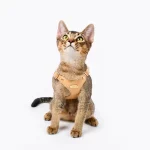 Soft Leather Cat Harness Leash Set