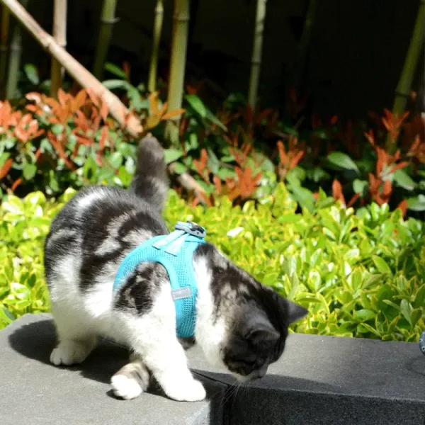 Soft Mesh Cat Harness Leash