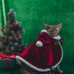 Christmas Outfit Cat Clothing Cloak - Red