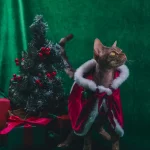 Christmas Outfit Cat Clothing Cloak - Red