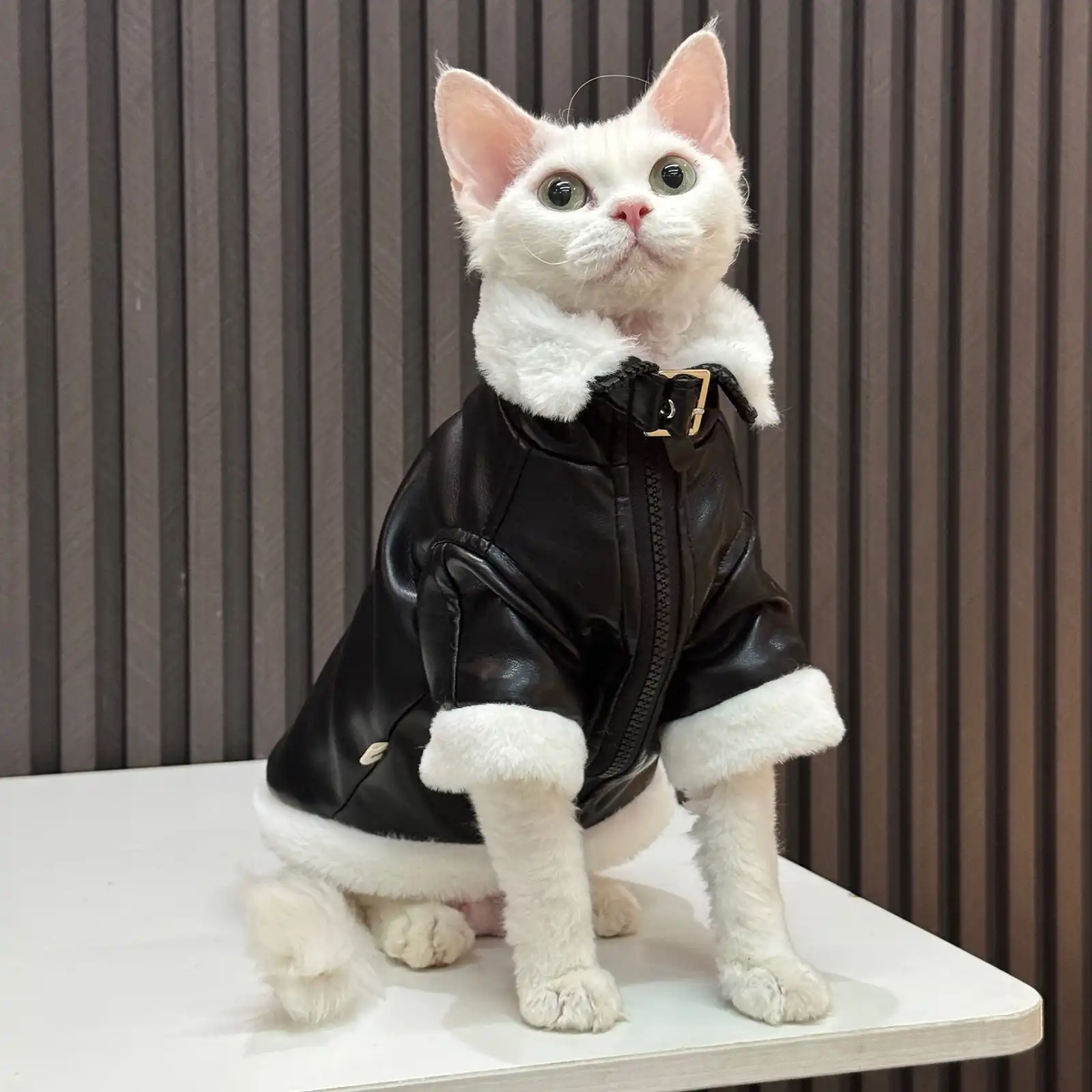 Cat leather jacket hotsell