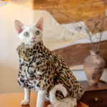 Faux Rabbit Fur Leopard Print Fur Coat for Cat