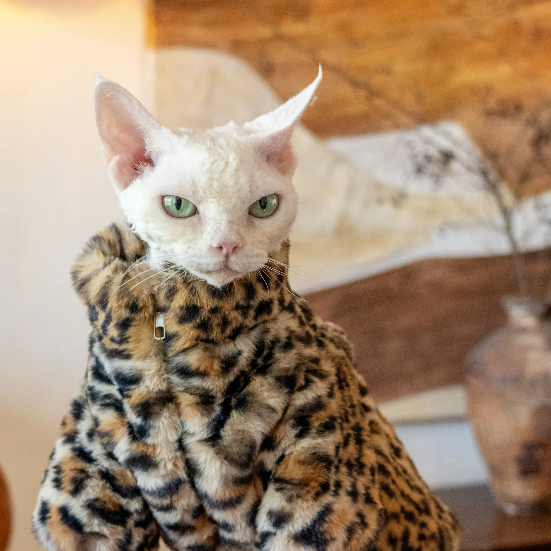 Leopard rabbit fur coat hotsell