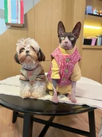 Reversible Cotton Vest for Cats - Pink