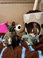 Cotton Vests and Cotton Onesies for Cats