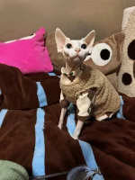 Cotton Vests and Cotton Onesies for Cats - Khaki set
