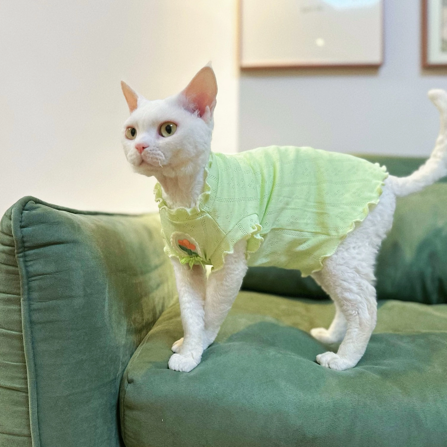 Summer Breathable Tank Top for Cats · YESWARMG